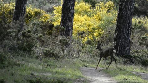 au gré de mes balades version landaise