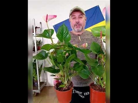 Антуриум Андрэ Принцесса Амалия элеганс, цена 450 гривен! Бронь в ...
