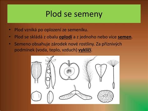 Ppt S Emenn Rostliny Ro N K Powerpoint Presentation Free