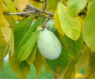 Pawpaw tree care and growing guide –expert tips for success | Homes ...