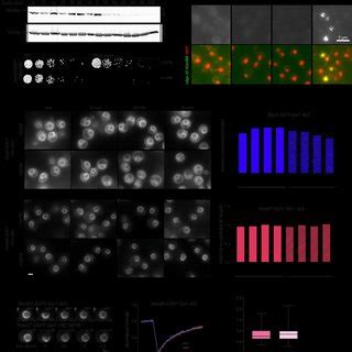 A Graphic Summary Of The Nuclear Export Of Hbv Pgrna And Hbc A A