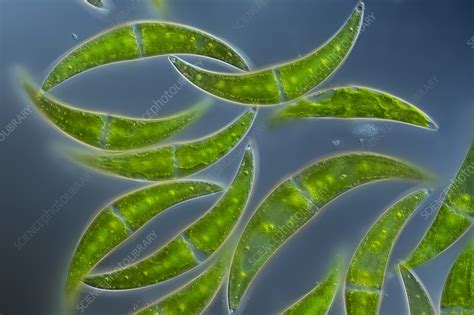 Closterium Algae Light Micrograph Stock Image C0586647 Science