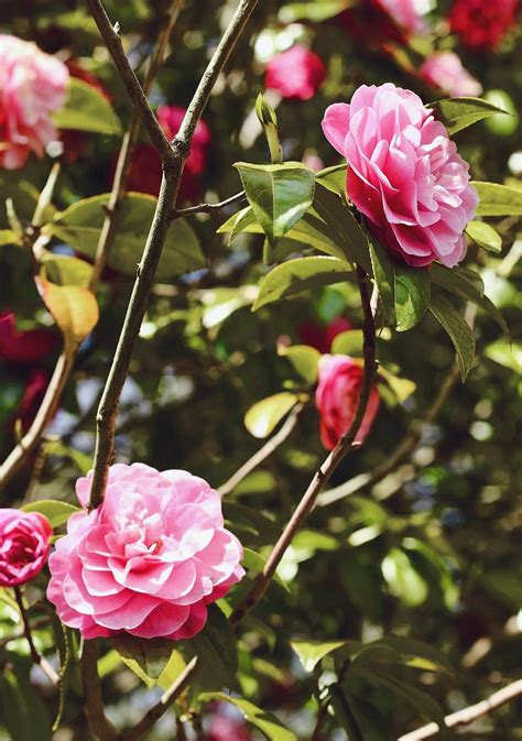 Flores Bonitas Para Regalar Y Su Significado Para Cada Ocasión