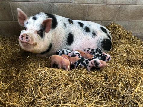 New Born Piglets Smithills Open Farm