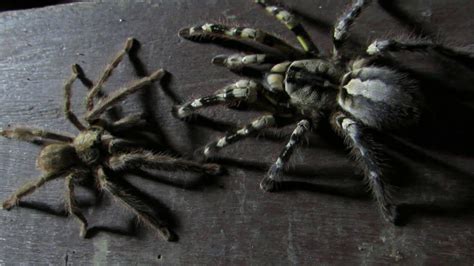 Poecilotheria regalis breeding - YouTube