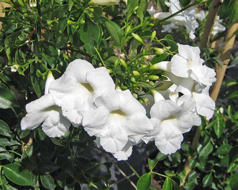 Pandorea Jasminoides Alba