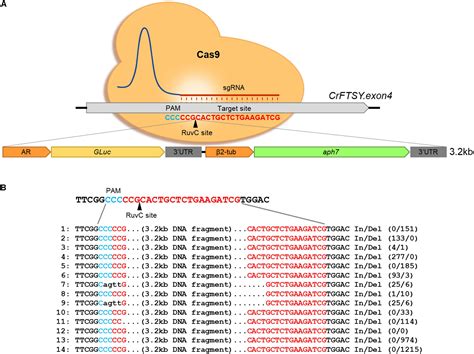 Frontiers Site Specific Gene Knock Out And On Site Heterologous Gene