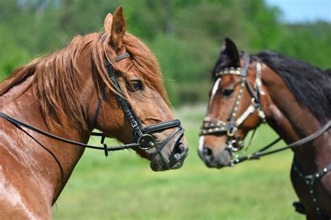 Quanto custa um cavalo As raças mais caras e as mais baratas Mundo