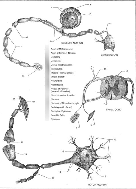 Sensory Motor And Interneurons