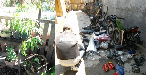 Allanan Cinco Viviendas Y Secuestran Armas Plantines De Marihuana Seis