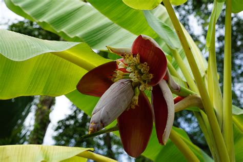 Free Images Tree Nature Blossom Leaf Flower Bloom Botany Flora