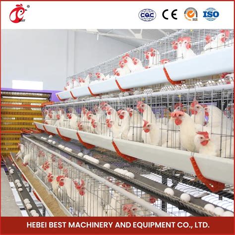 Bestchickencage Ordinary Type Layer Cage China Gamefowl Layer Cages