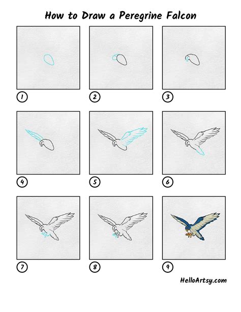 How to Draw a Peregrine Falcon - HelloArtsy