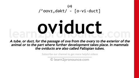 Pronunciation of Oviduct | Definition of Oviduct - YouTube