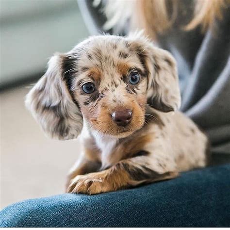 Cute Dachshund Puppy Puppy Puppies Cutepuppy Cutepuppies Cutedog