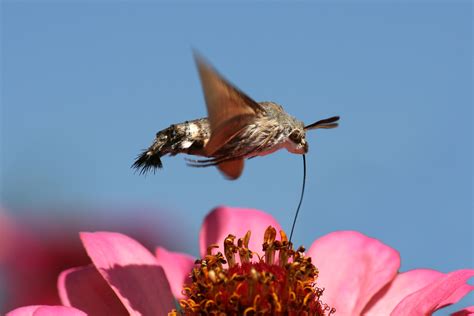 Hummingbird Hawk Moth Macroglossum Stellatarum