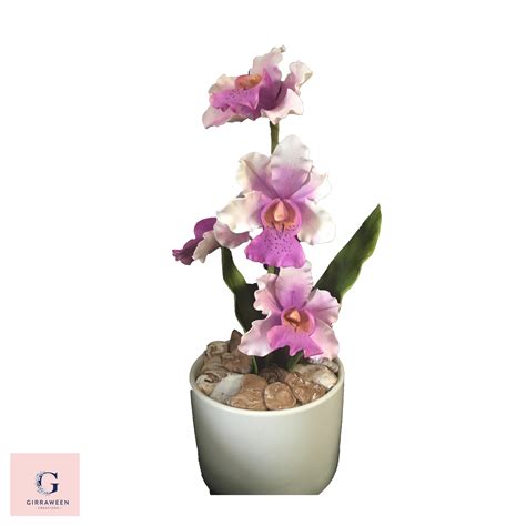 Vanda Orchid Pot