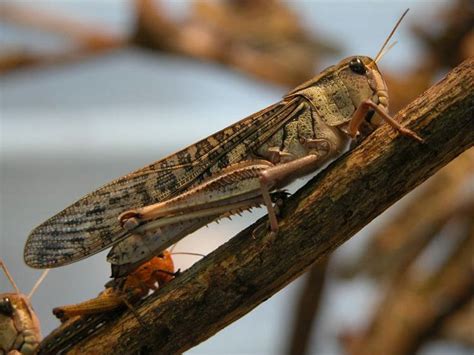 Locust outbreaks threaten food security in southern Africa - Zimbabwe ...