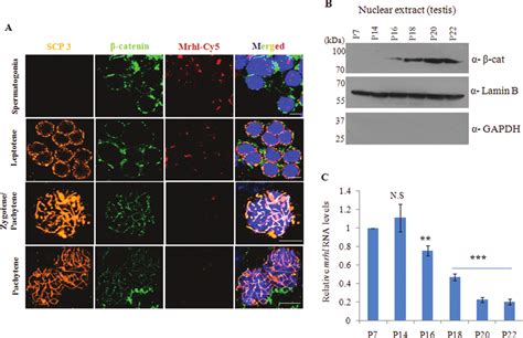 Down Regulation Of Mrhl RNA Coincides With Nuclear Localization Of