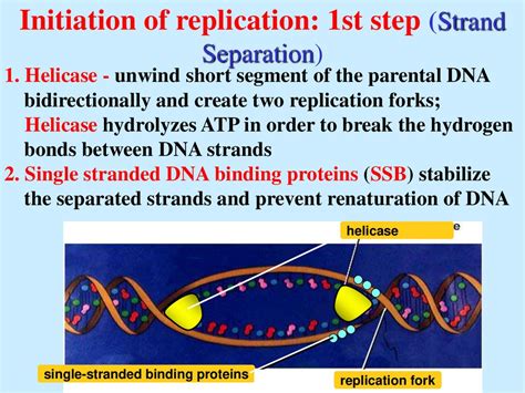 Dna Rna Protein презентация онлайн