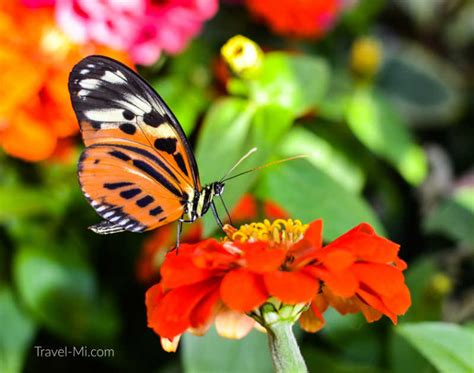 Dow Gardens Butterflies In Bloom See And Hold Midland Michigan