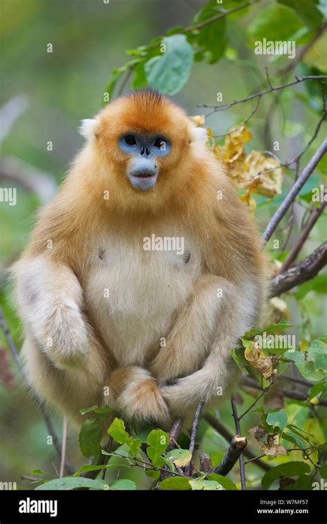 Quinling Golden Snub Nosed Monkey Rhinopitecus Roxellana Qinligensis