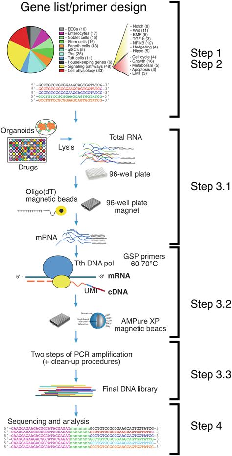 Tornado Seq A Protocol For High Throughput Targeted Rna Seq Based