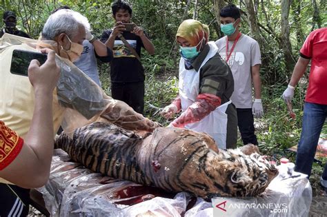 Pemeriksaan Kematian Harimau Sumatera Di Aceh Selatan Antara News