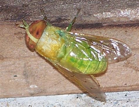 Green Female Horse Fly Whats That Bug