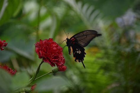 Butterfly Park Greenhouse Warm - Free photo on Pixabay