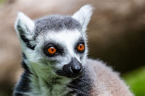 Macaco lêmure de cauda anelada mamíferos e mamíferos mundo terrestre e