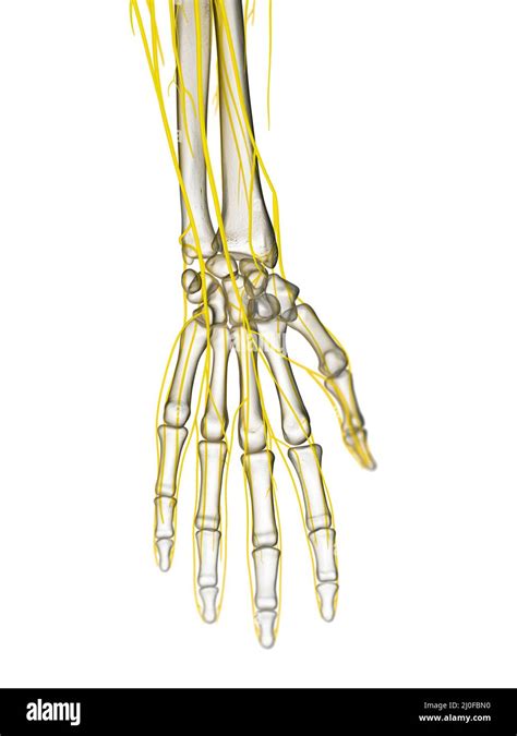 Hand nerves, illustration Stock Photo - Alamy