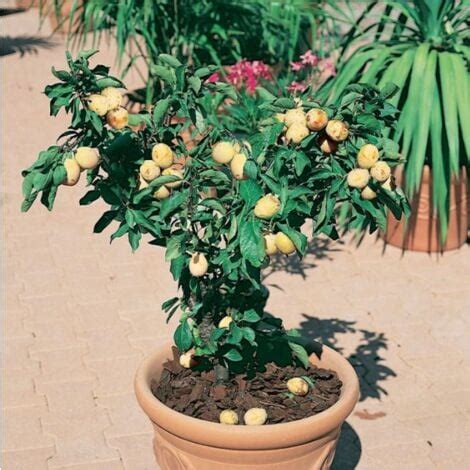 Susino Nano 130 Cm Foto Reali Pianta Da Frutto Nano Pianta Da Vaso