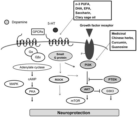 PI3K AKT Signaling Mediated By G Proteincoupled Receptors Is Involved