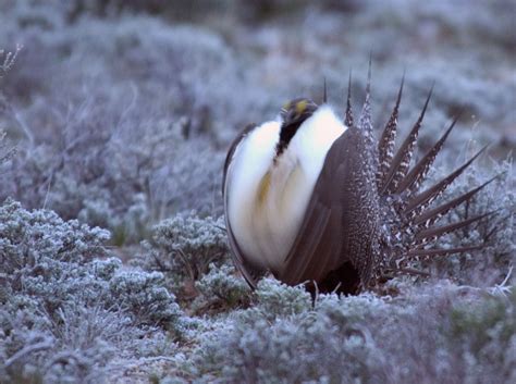 April Birders' Night: Status of the Greater-Sage Grouse in Eastern