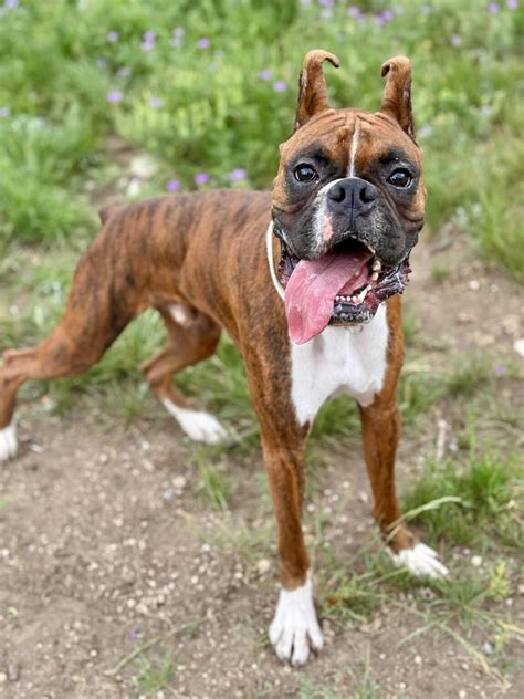 Whiskey Ch Boxer Rescue