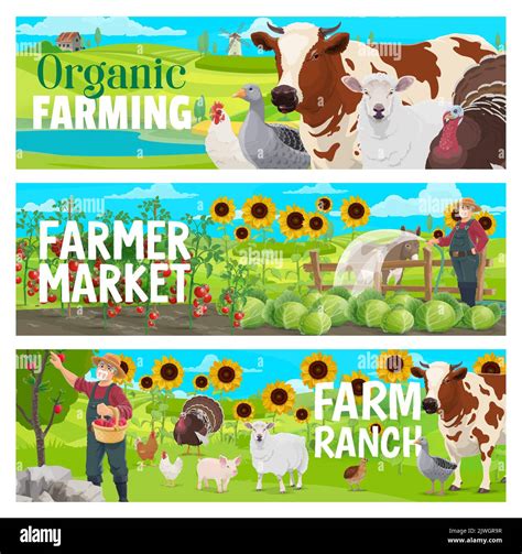 Organic Farm And Market Farm Animals Cattle Orchard And Vegetables