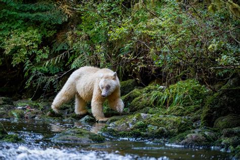 PROJECTS | Great Bear Rainforest | Neil Ever Osborne