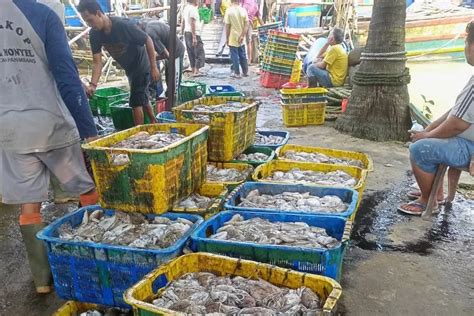 Dampak Cuaca Ekstrim Harga Ikan Laut Di Pandeglang Malah Anjlok