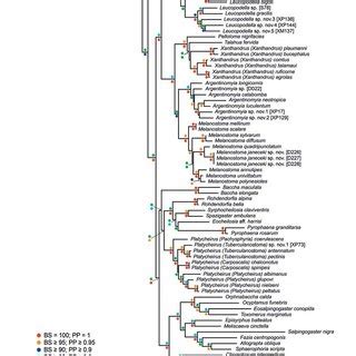 Maximum Likelihood Tree Based On The Combined Dataset Coi S And