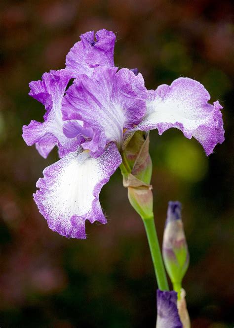Awesome Iris Flower Encyclopedia 2021 - Flowyes