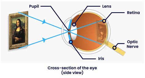 How Your Eyes Work • Waves • Physics Fox