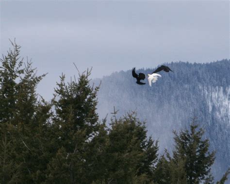 Rare white raven – Naturally North Idaho