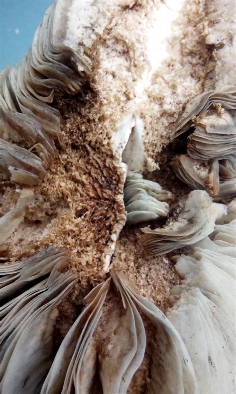 belajar bertanam tanaman cendawan  beracun