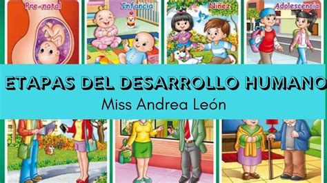 Etapas Del Desarrollo Humano Miss Andrea Youtube