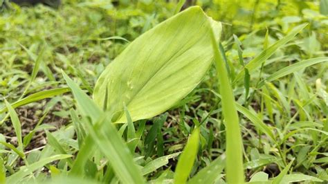 Premium Photo | The beautiful green grass outside