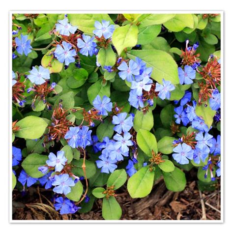 Ceratostigma, Leadwort - Shop Sugar Creek Gardens