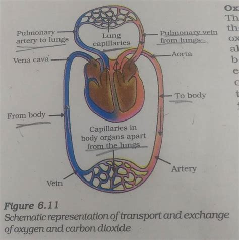 Figure 6 11 Schematic Representation Of Transport And Exchange Of Oxygen