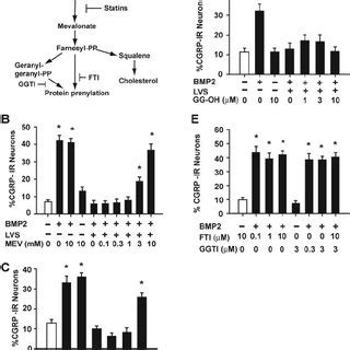 Lovastatin Inhibition Of Bmp Induced Cgrp Expression Is Reversed By