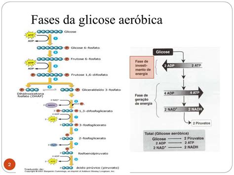 PPT Glicólise PowerPoint Presentation free download ID 2001171